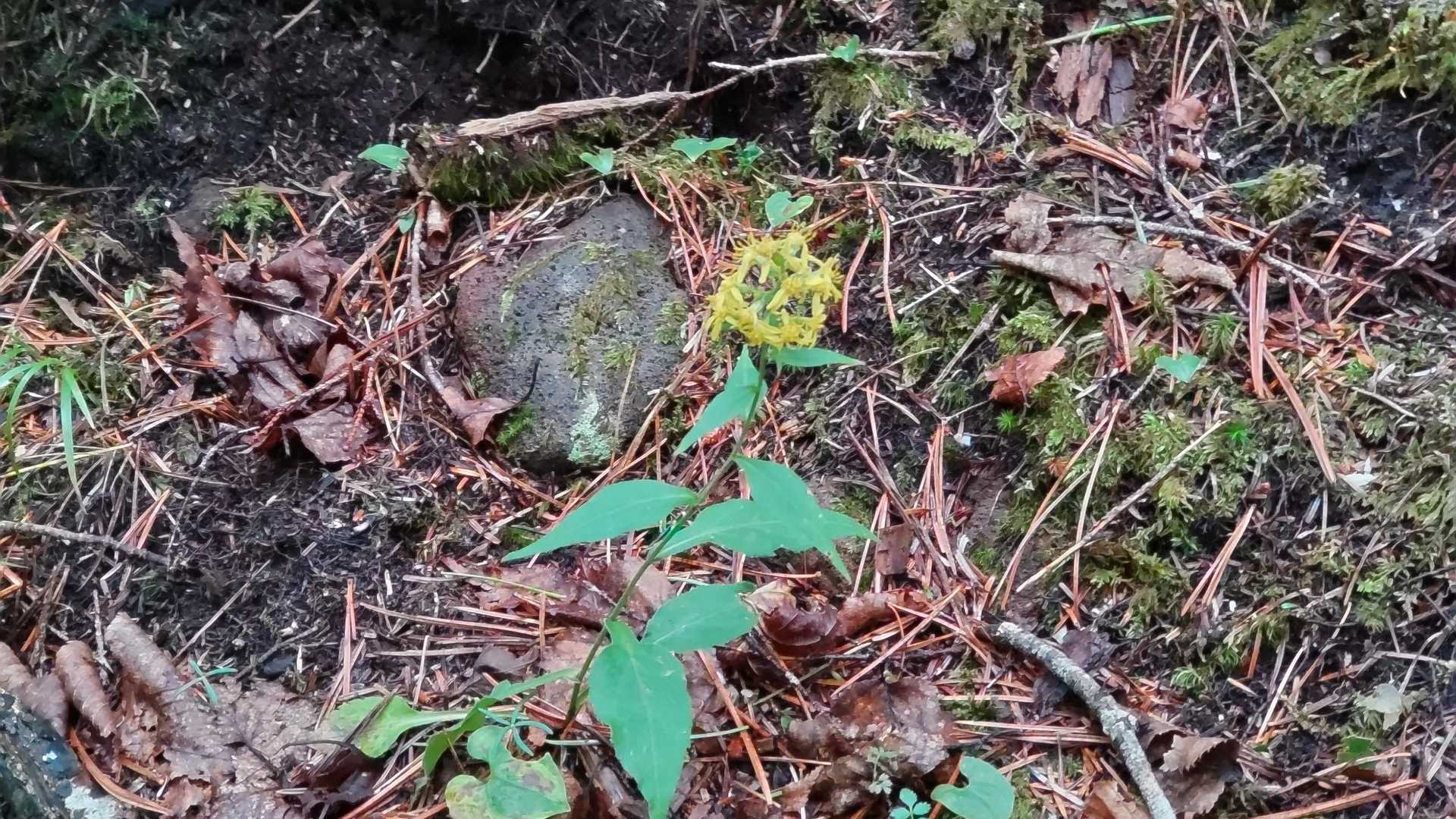 富士見高原登山口-編笠岳入口-臼久保岩小屋-編笠山-西岳- 周回コースの写真