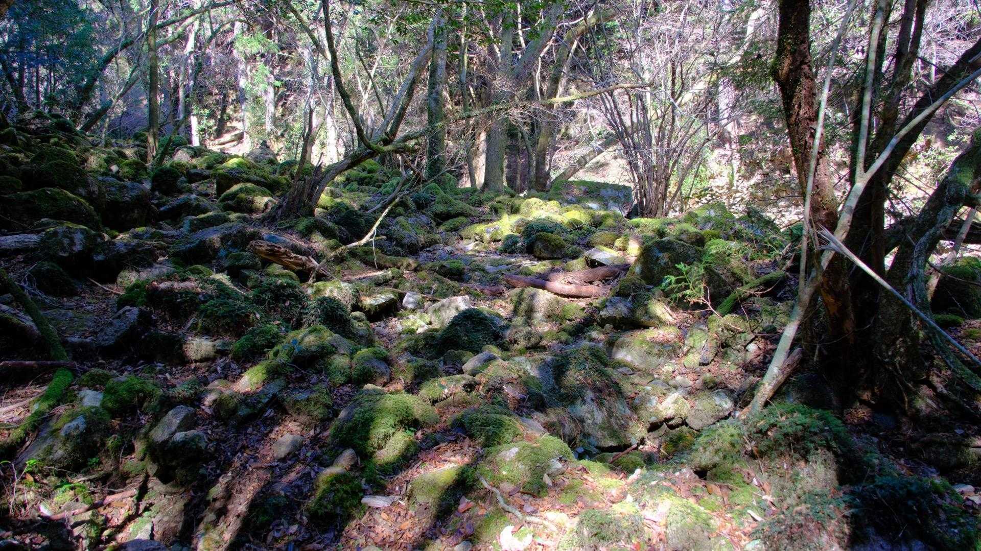 苔苔ゾーン🟢で癒されます☺️