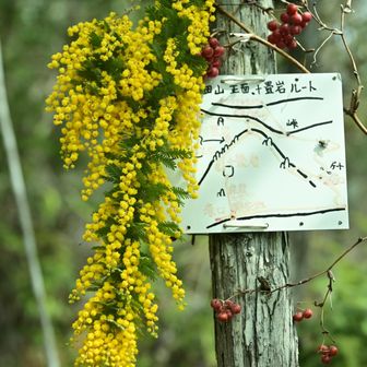 ミモザが飾ってありました
誰が持ってきたんだろう？