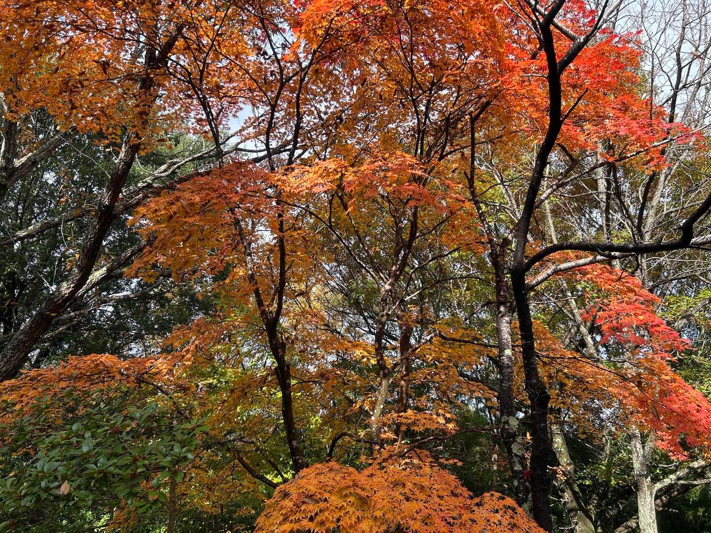 🍁