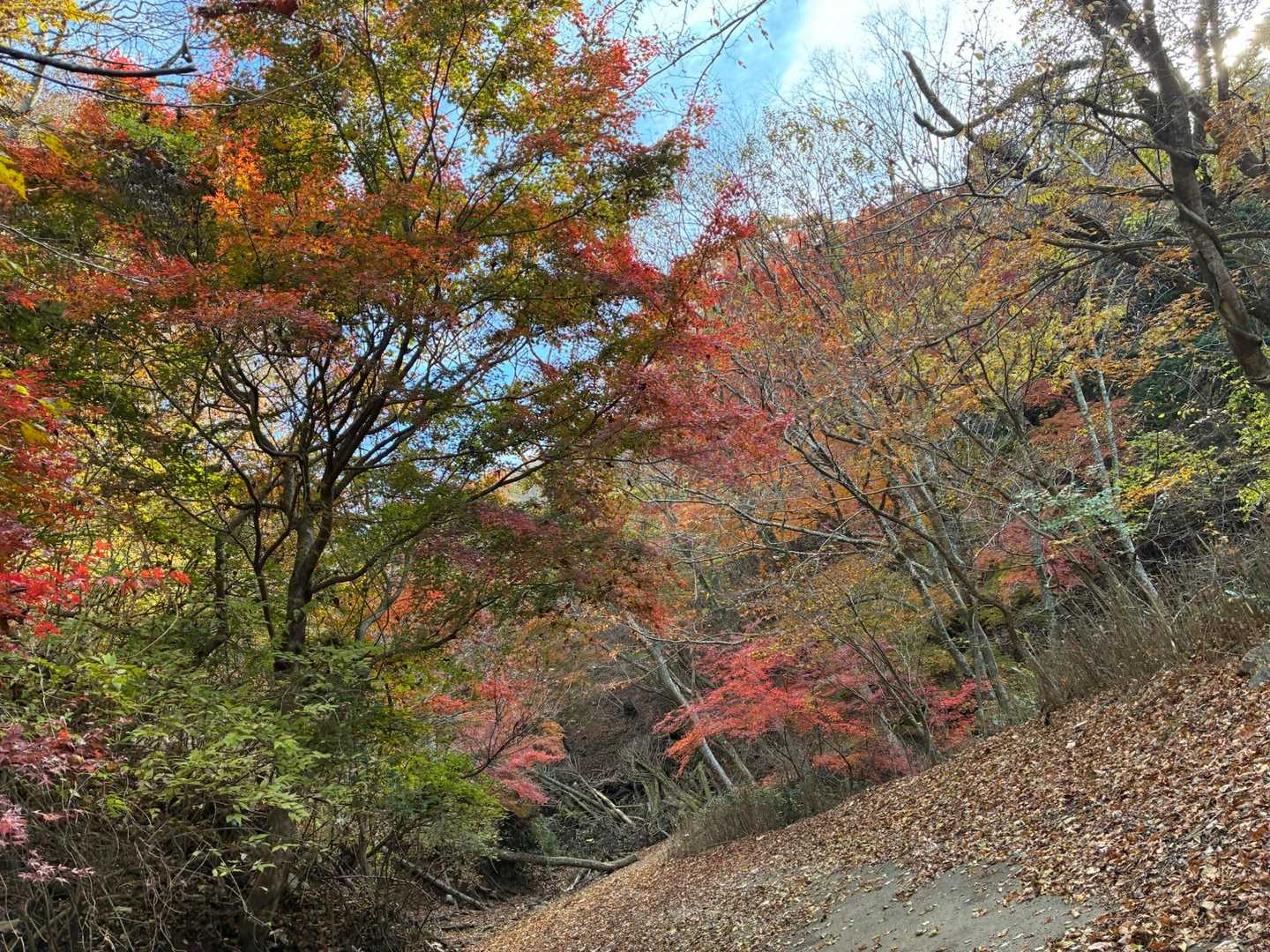 ここからは…贅沢な紅葉ロード🍁