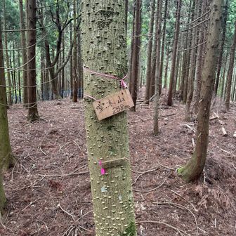 堂木山。