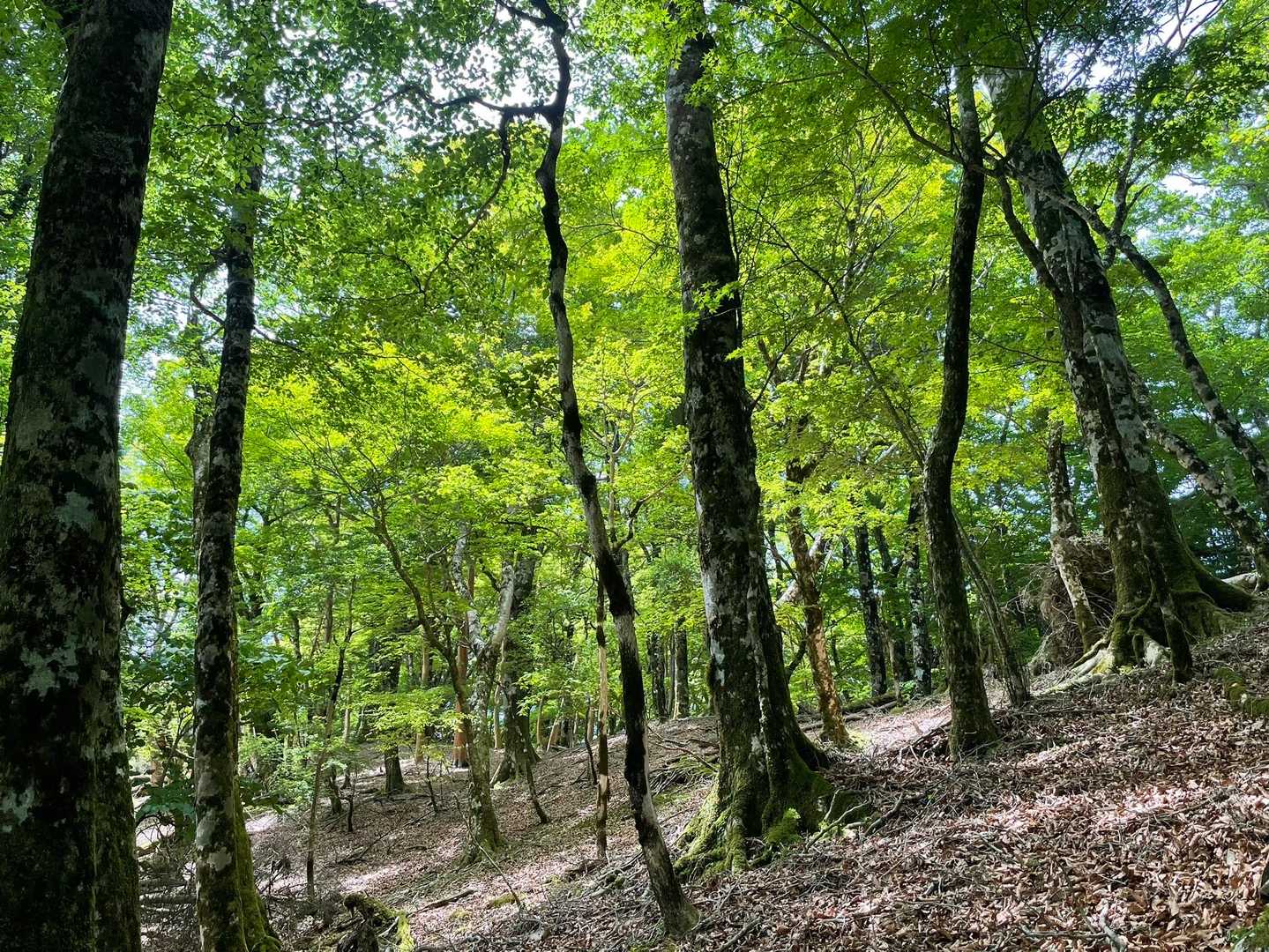 輝く新緑
いろんな野鳥の囀り聞きながら

