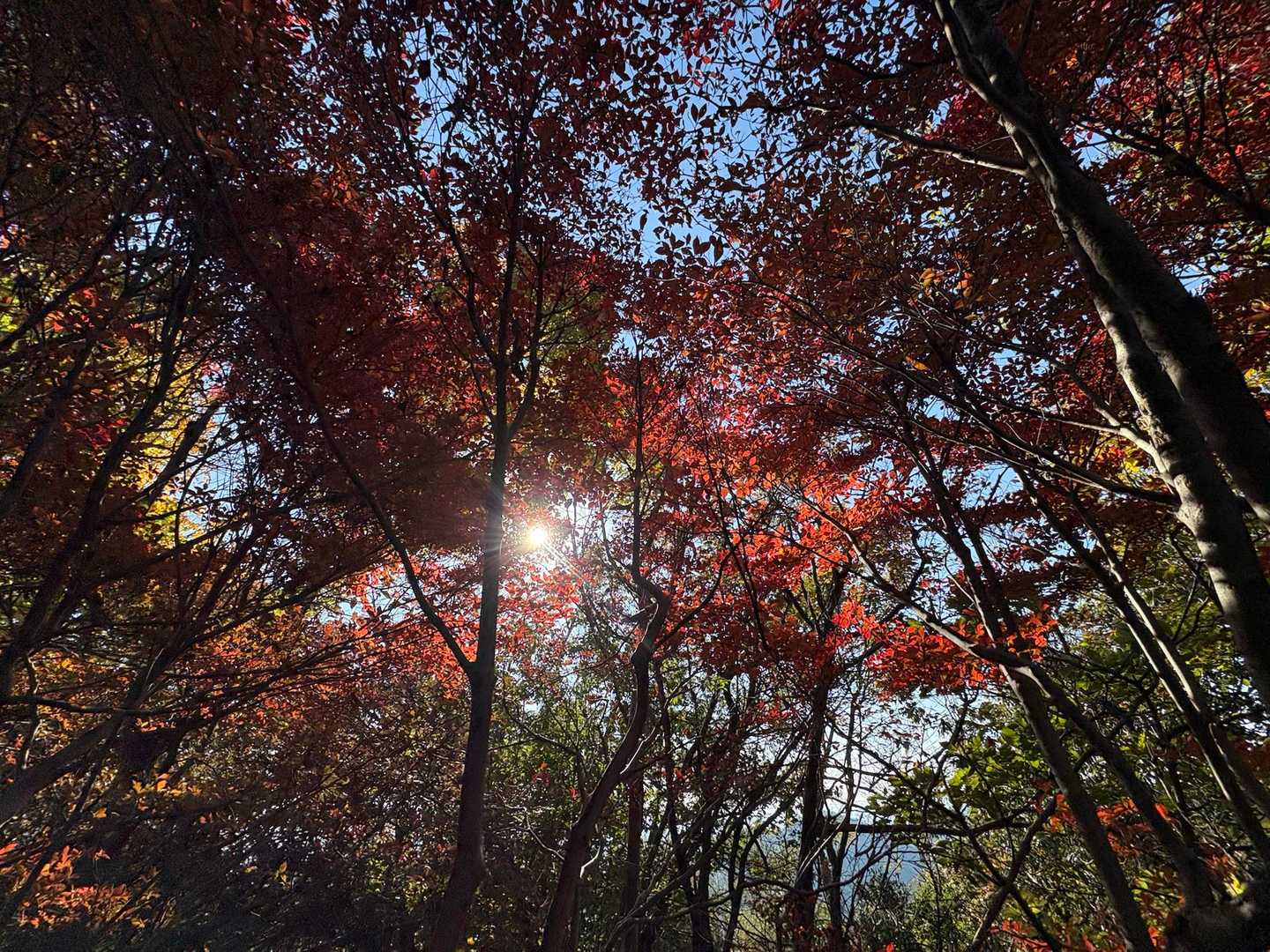 大岩山 往復コースの写真
