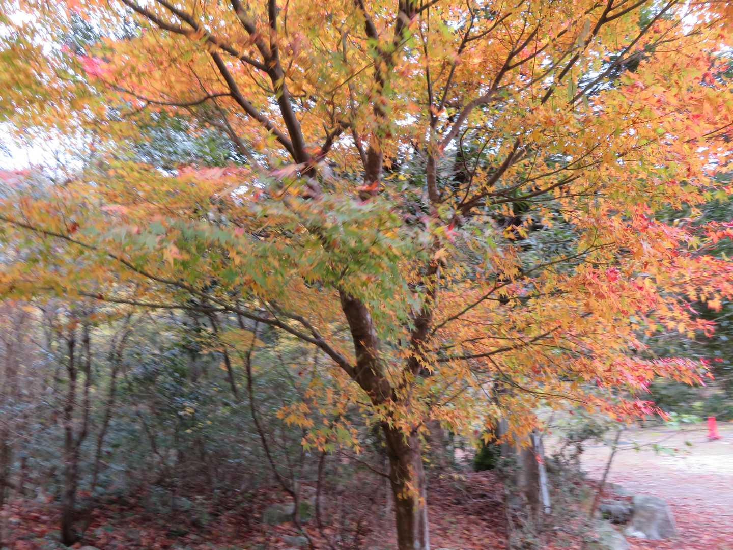 朝明登山口-中峠-水晶岳-根の平峠 周回コースの写真