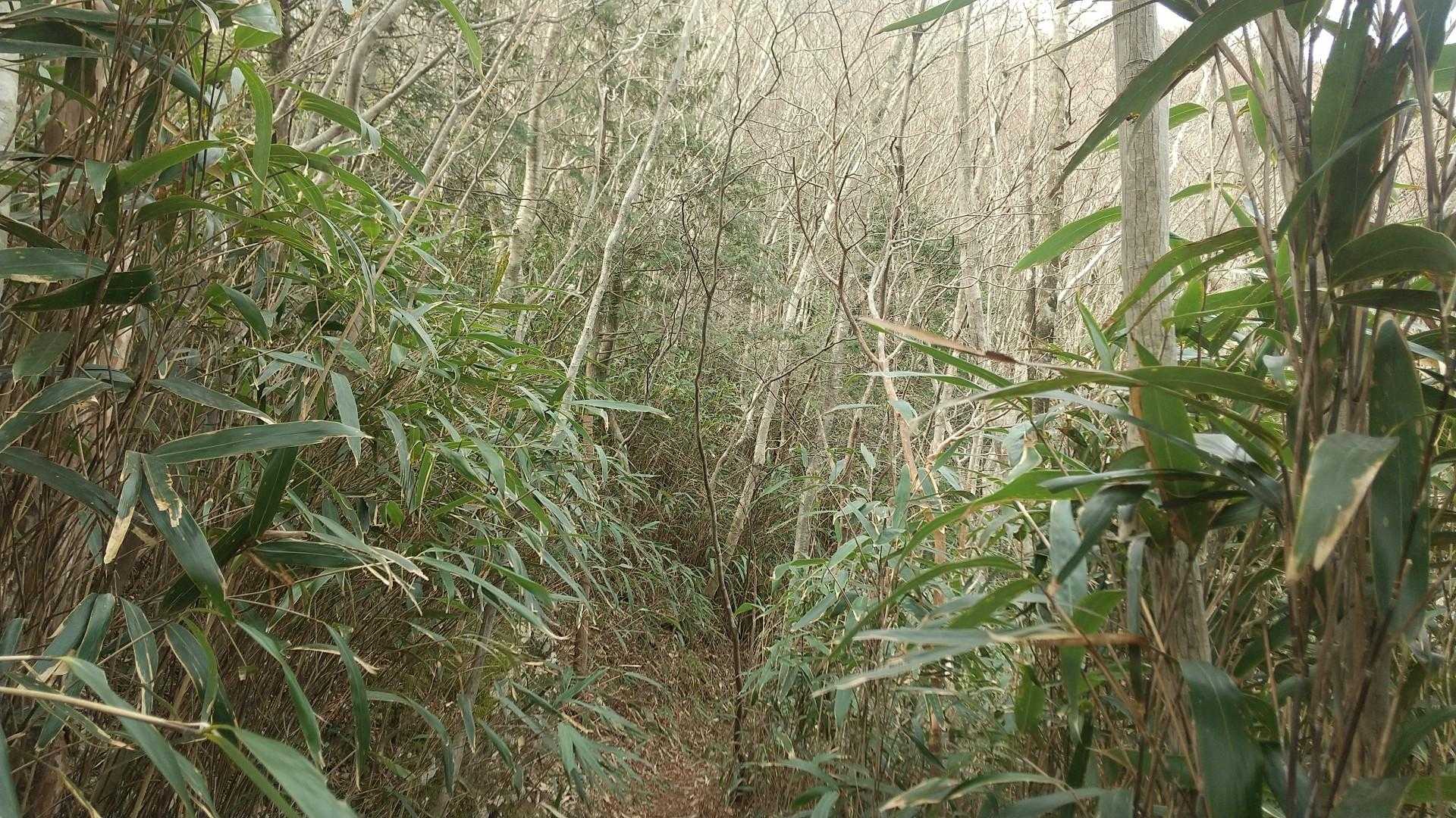 竹は背丈ほどあるけどずっとキレイに刈られていた
しばらく横道でゆったり
木々がうっそうとしていないので明るい道