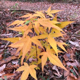 かたち良い黄葉。