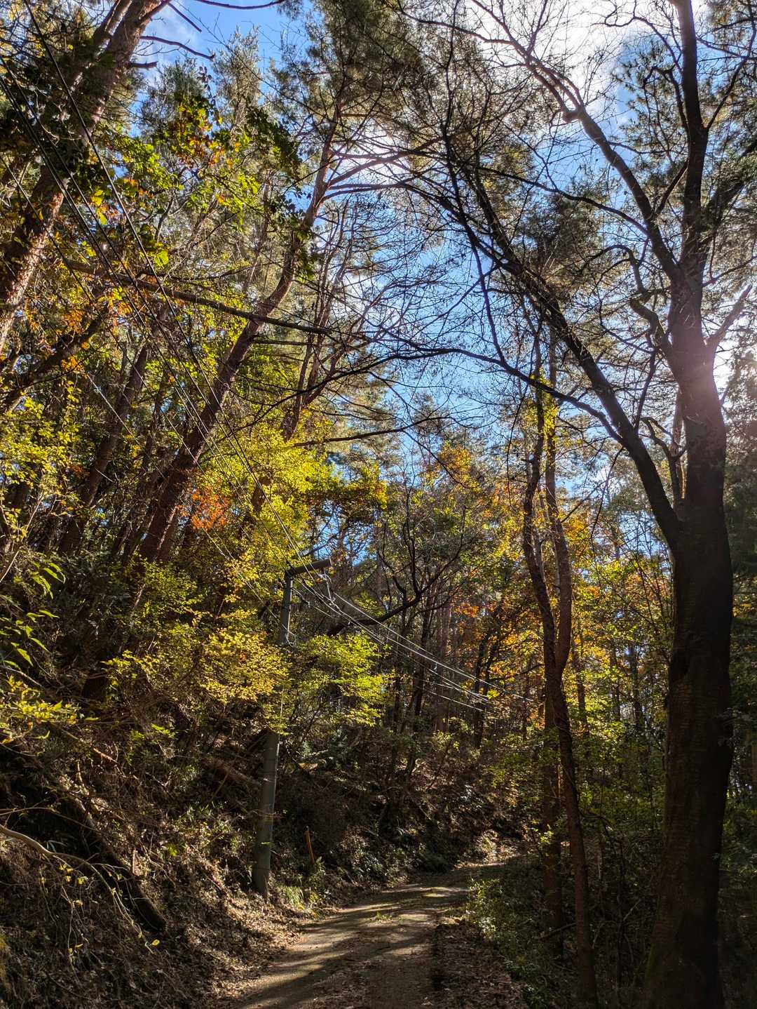 紅葉🍁まずまず