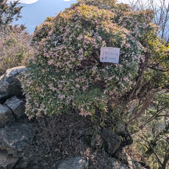 アセビが満開❀