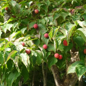 緑の葉っぱに真っ赤な丸い実🔴がホントかわいい〜😊💕