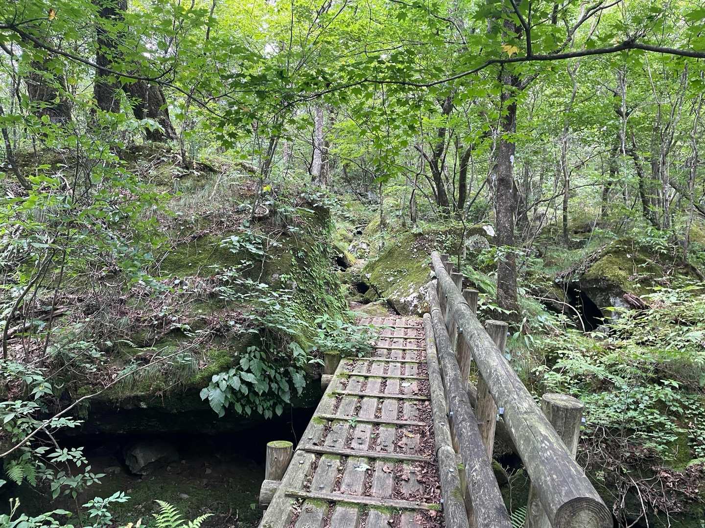 たまに木道も。