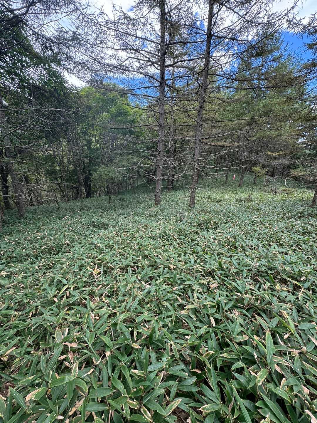 とにかく笹笹笹…
登山道全体の半分以上がクマザサの道だったような印象