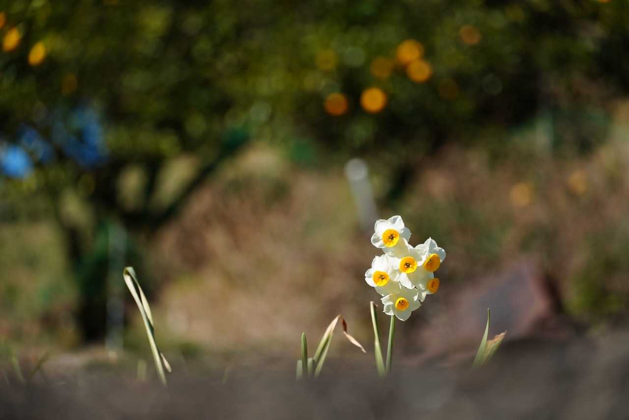 途中、水仙の花を見かけたので、柚子をバックに撮ってみました。清々しい感じがします。