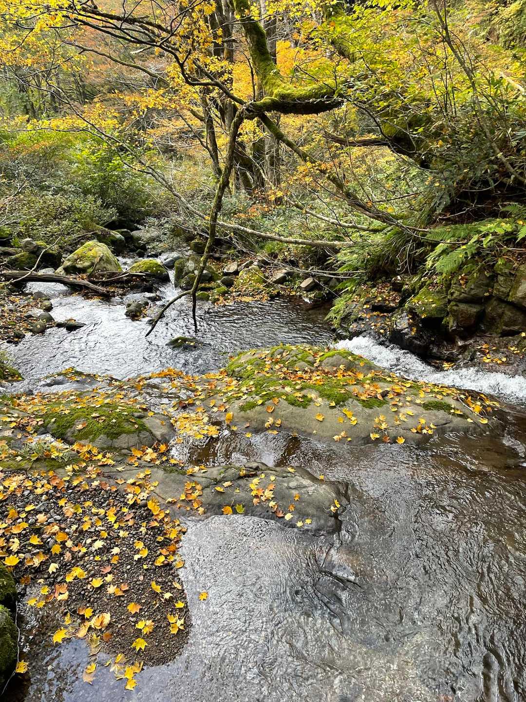 渓流と紅葉🍁