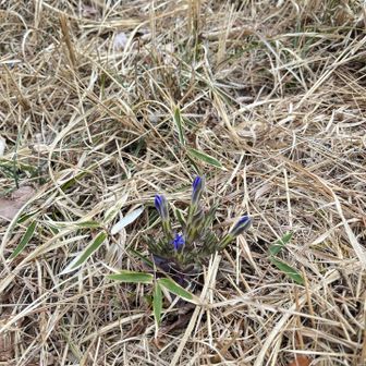 曇ったら閉じてしまったハルリンドウ