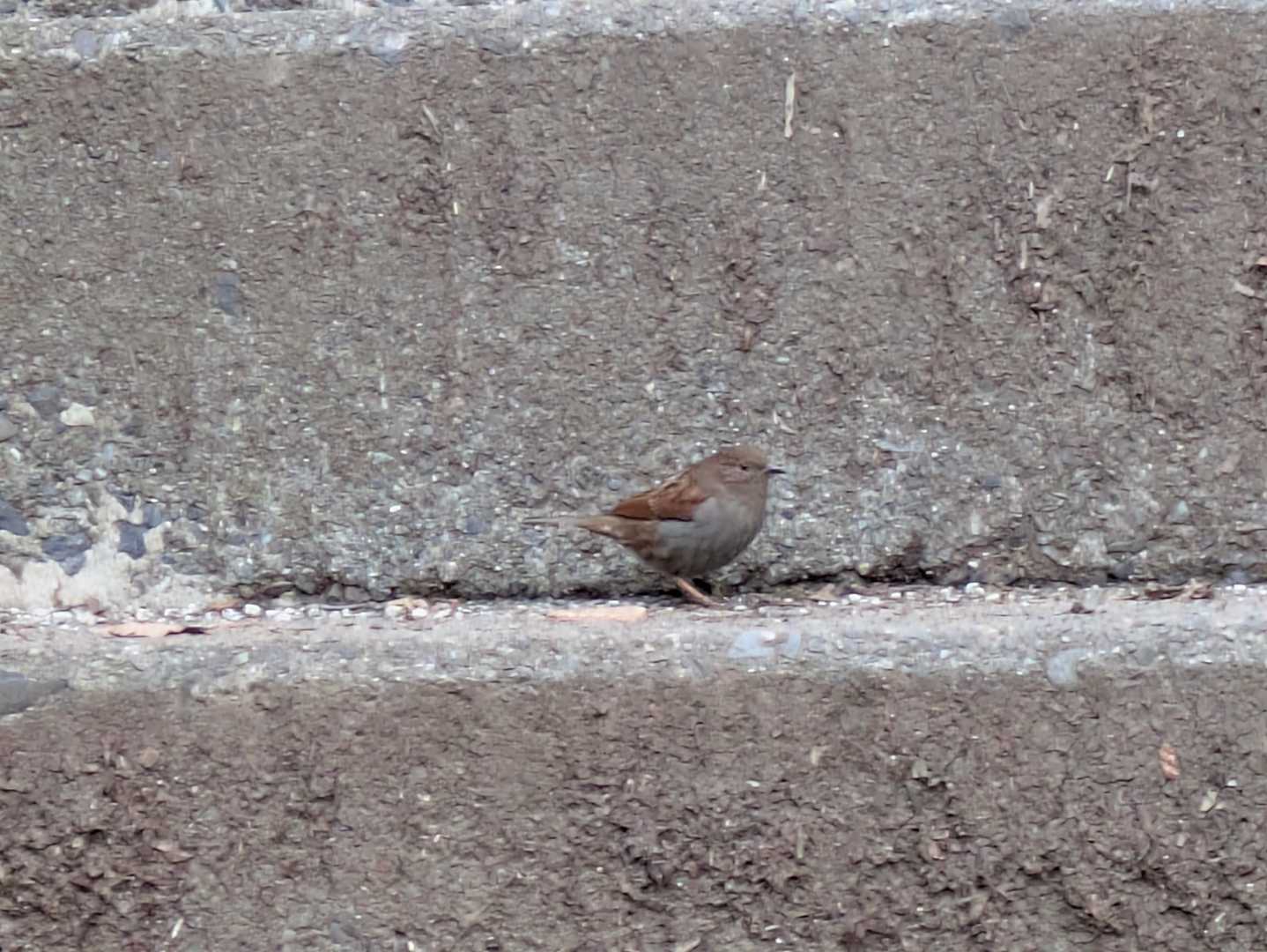 幸運の鳥🐦️が…