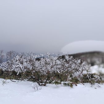 期待していた樹氷は山頂の一部にしか無かった