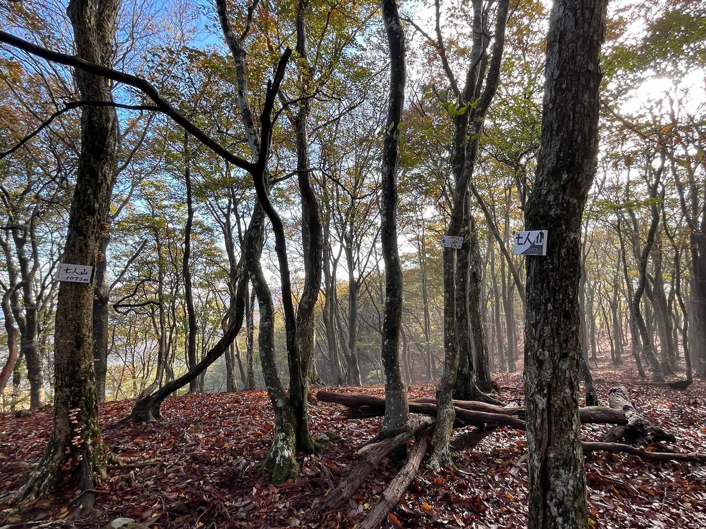 幻想的な森🌳
七人山の看板が3個も