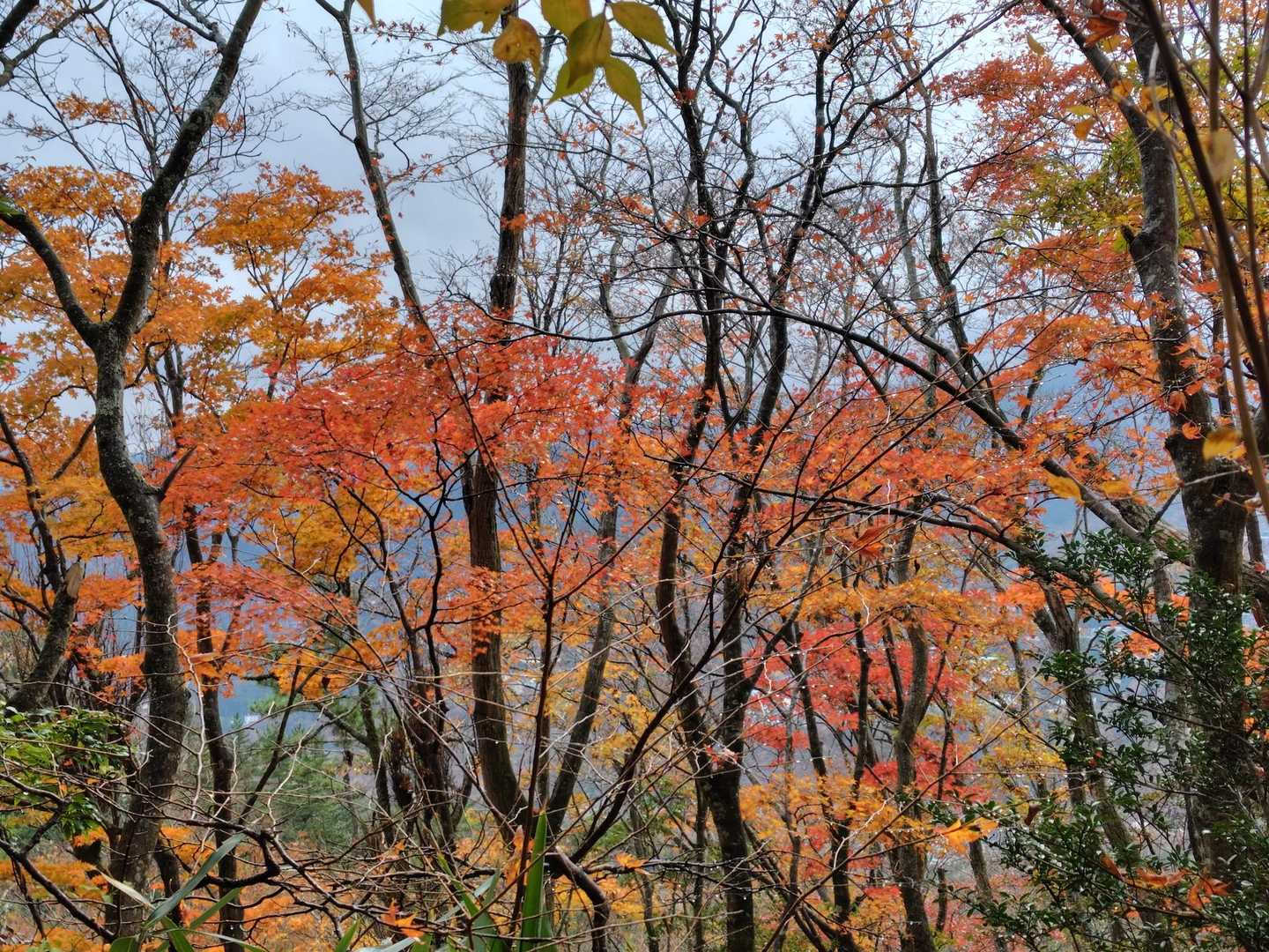 道了尊バス停-明神ヶ岳-宮城野営業所前バス 縦走コースの写真