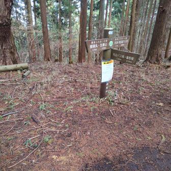 醍醐峠から和田バス停向け下山