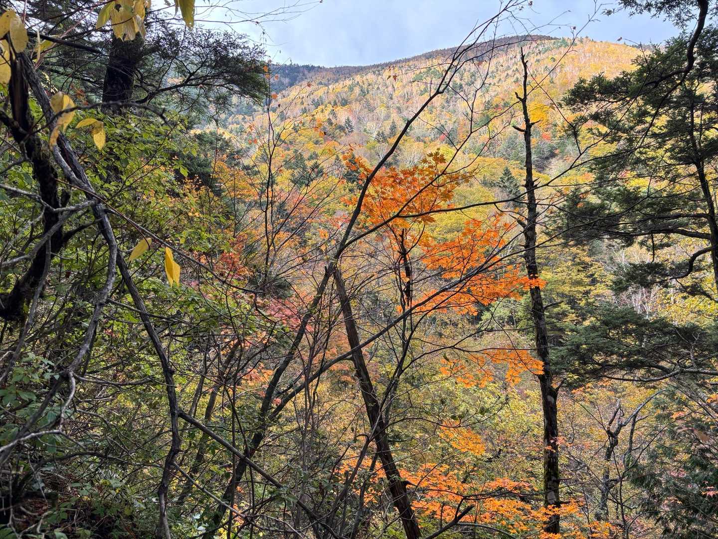 鮮やかに紅葉