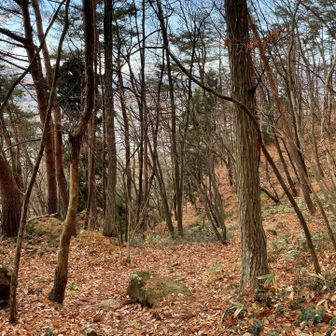 さて下ります
岩🪨ゴロゴロが落ち葉で隠れてる