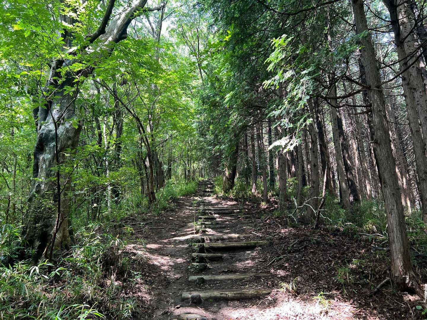 雨引山へのみち
虫ブンブンで黒いあみを被って歩きます