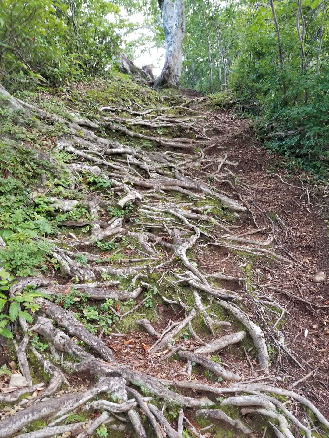 イブリ山 周回コースの写真