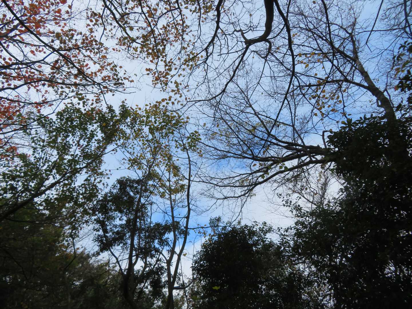 途中、上方っを見上げると、期待していなかった青空が！？

が、この画像を撮った直後、ついにポツポツと、、、