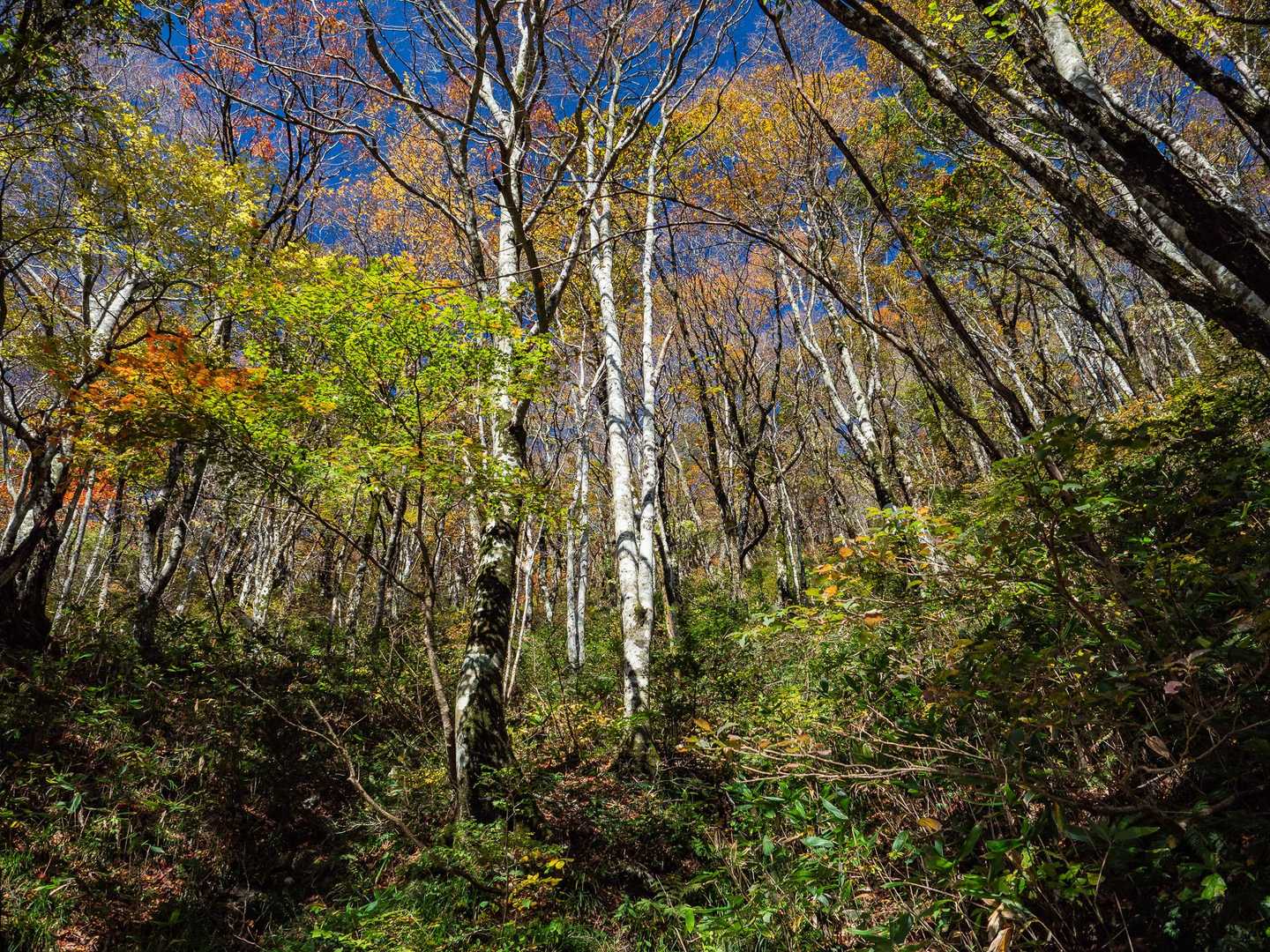 立烏帽子山-池ノ段 往復コースの写真