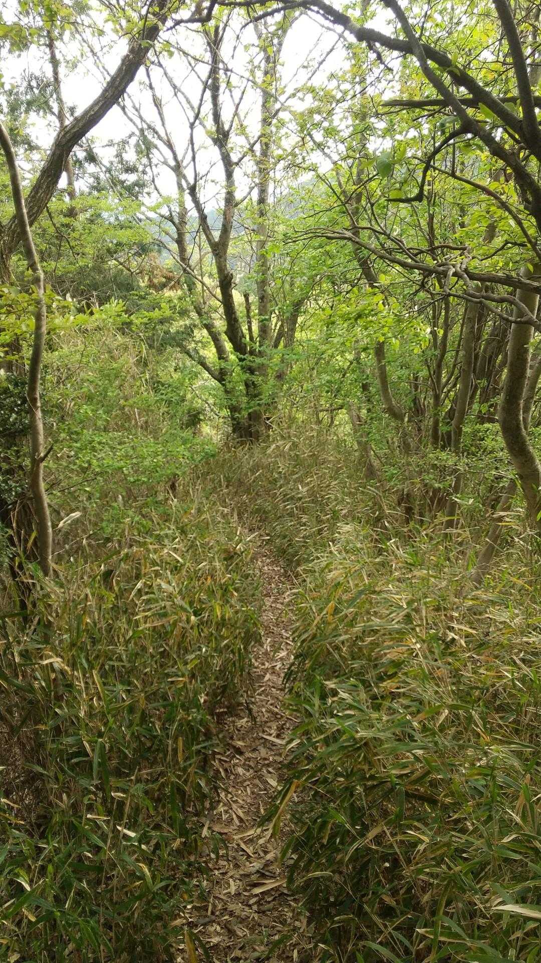 鳥見山-貝ヶ平山 往復コースの写真
