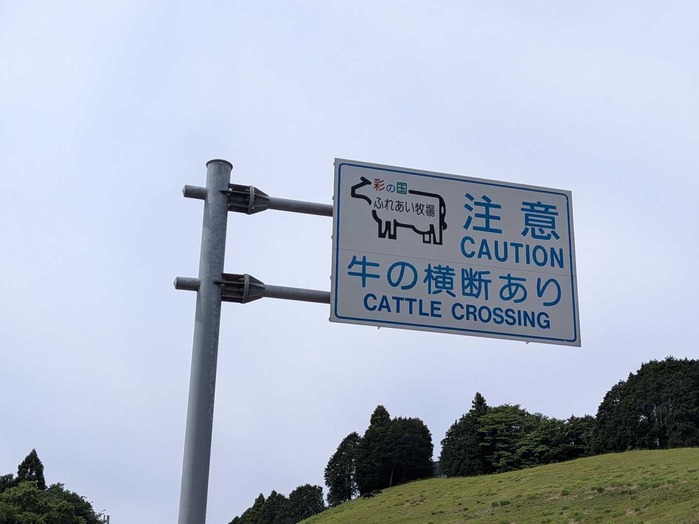 牛の横断あり!!
