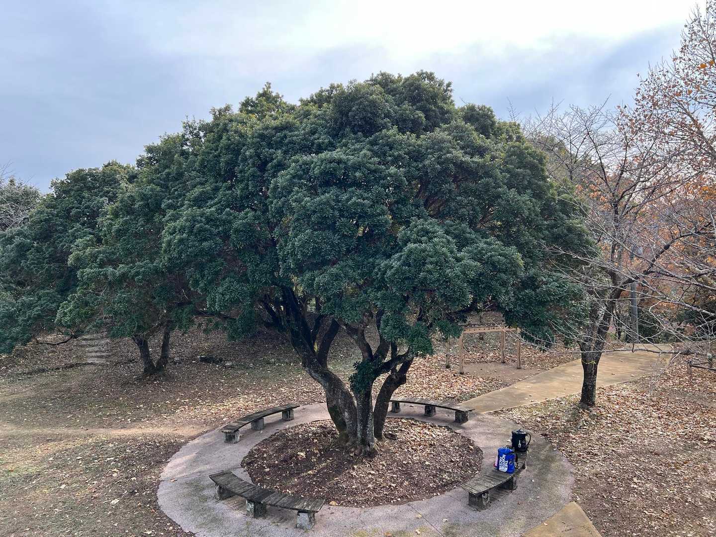 
展望台から真ん中の山ももの大木
