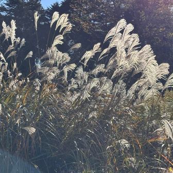 ススキが綺麗