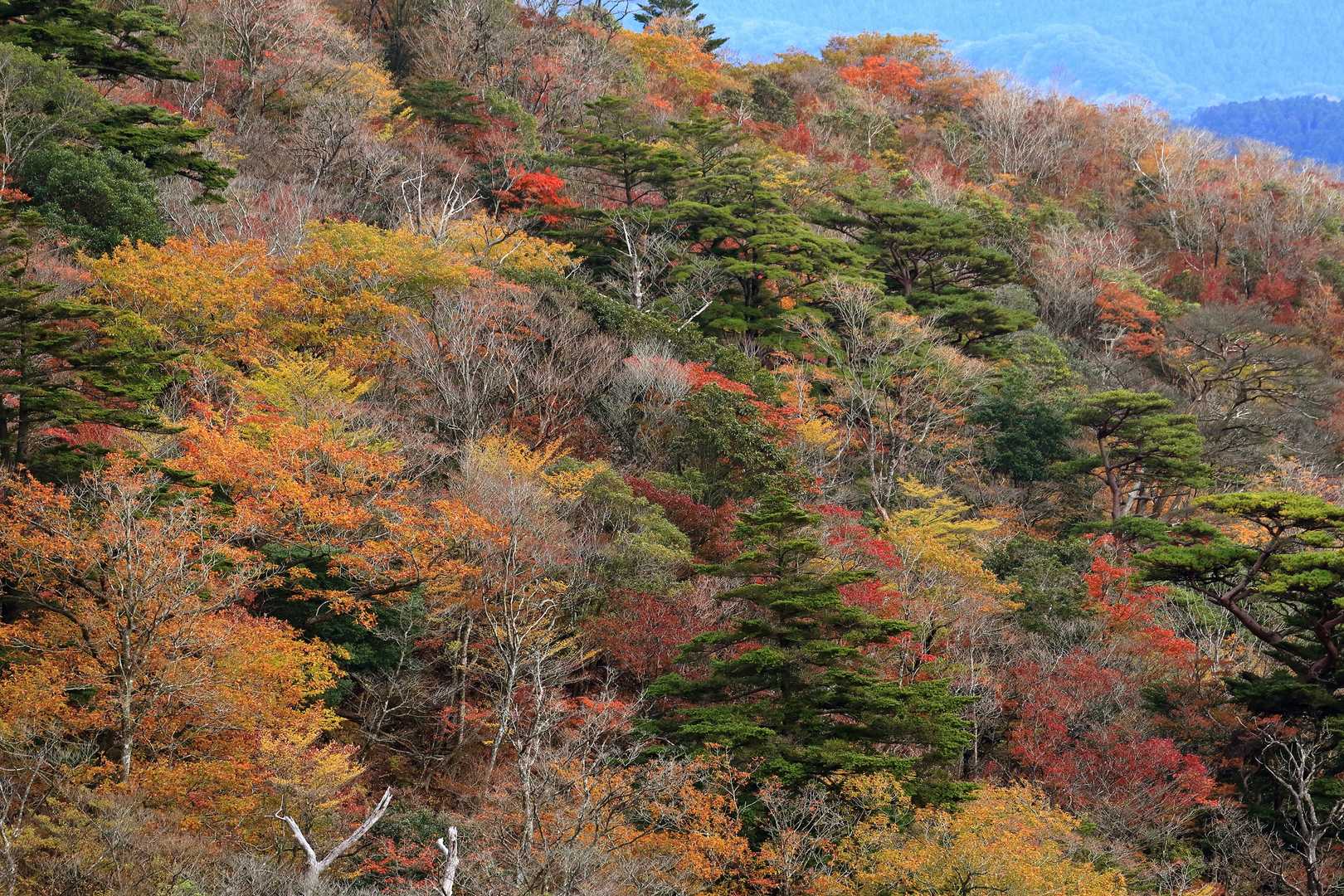 矢岳の南斜面