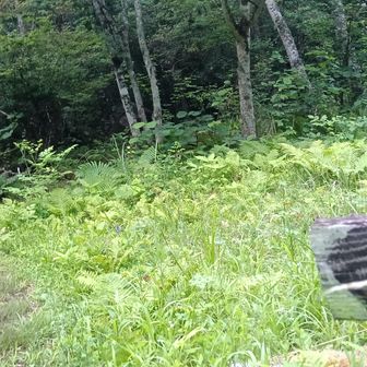 急遽、黒戸尾根・甲斐駒サーキットも考えたが