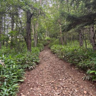 お花畑を出ると登山道に🚶‍♀️