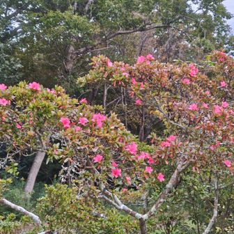 …と思ったらツツジが咲いてる！狂い咲き？