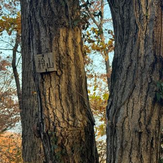 9. 柃山、ヒサカキ山と読むらしい。読めるか‼️