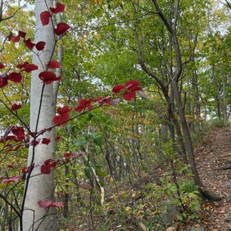 岳樺の白に紅葉