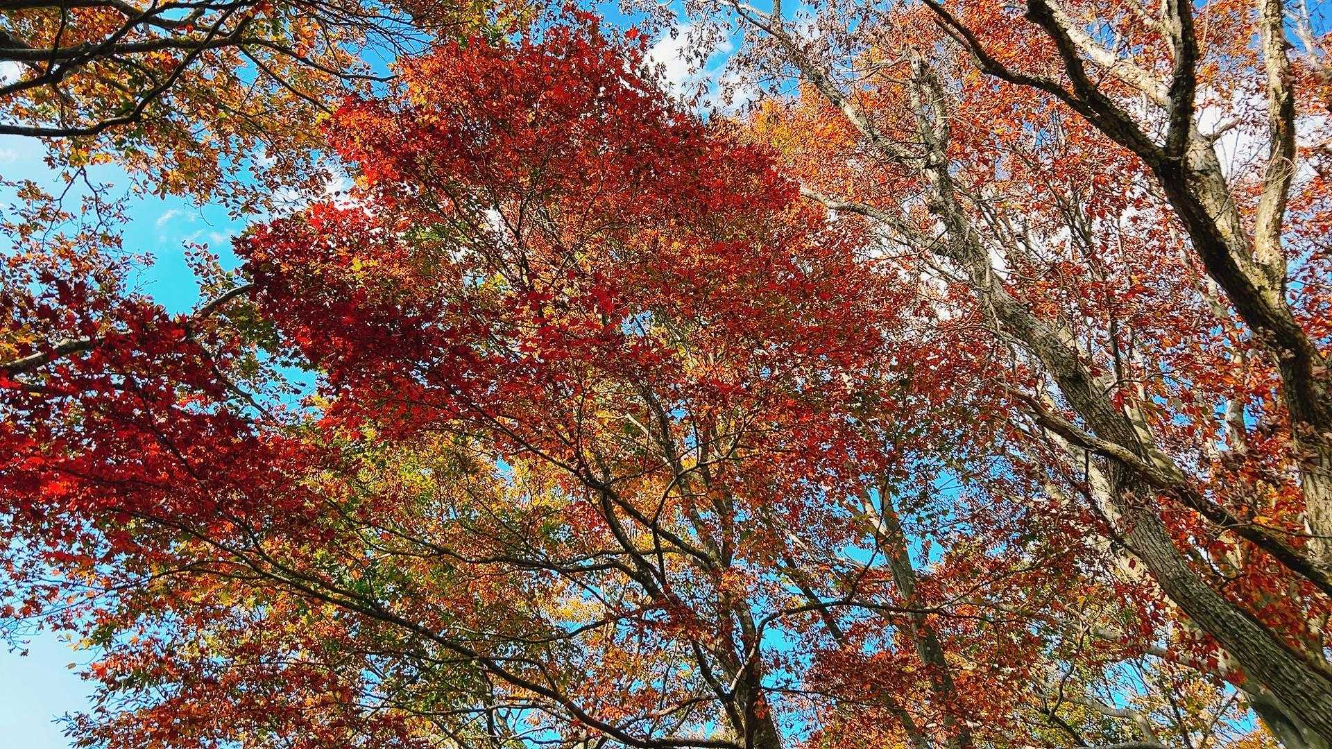 紅葉🍁いいね！