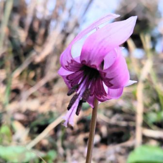こちらのカタクリはやや終盤な感じに見えました。
まだきれいな子たちも😍
