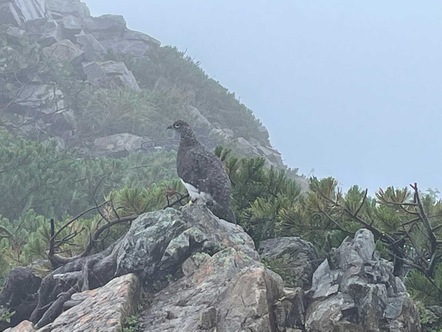 この雷鳥、僕の前を歩いてく😆
