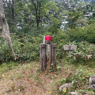 頂上には大きな三角点