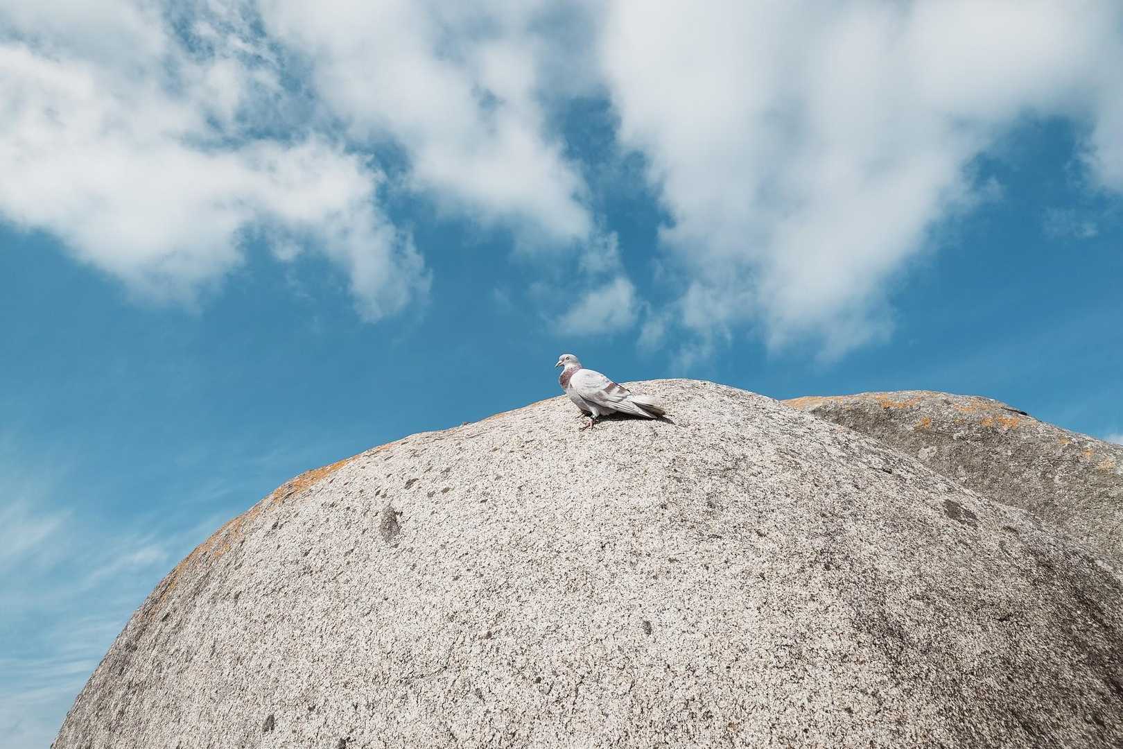 岩の上に鳩🕊️
ご自由にお撮り下さいって感じて全く動きません😶