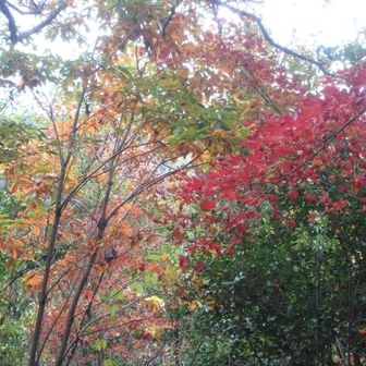 イロハモミジとコナラ