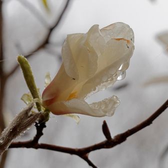 結構、雨露って好きなんですよね