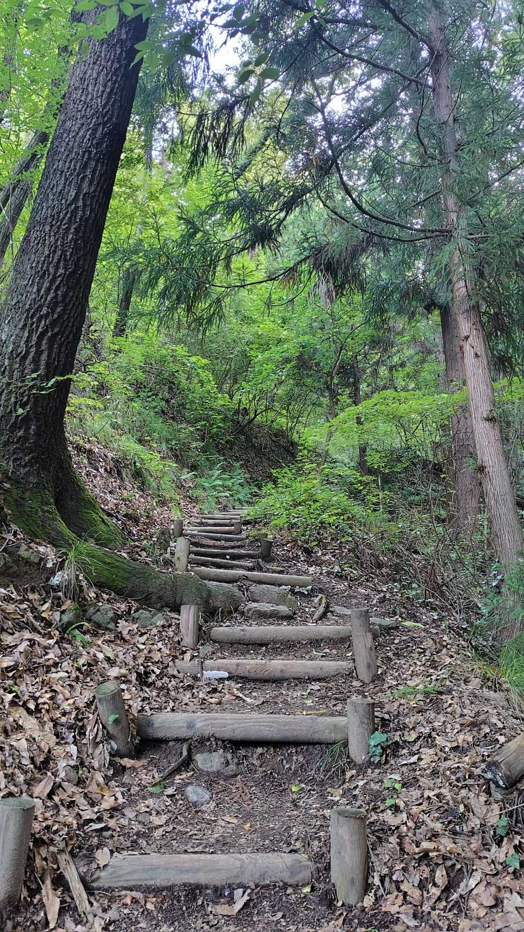 登山道には階段が整備されていて、歩きやすく快適に登れます。