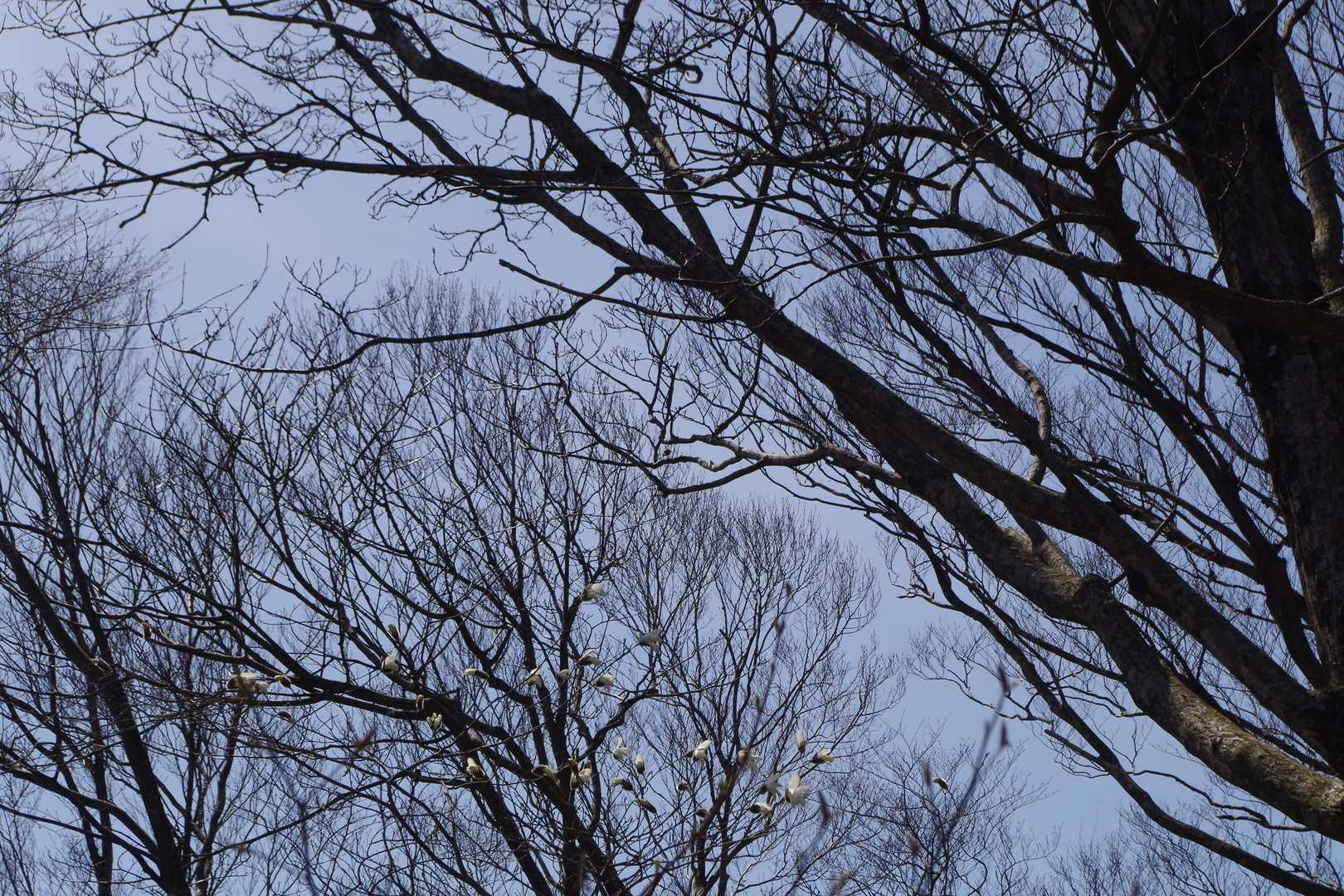 鳥さん