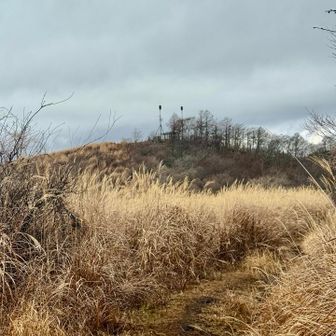 ススキ道🌾🌾🌾